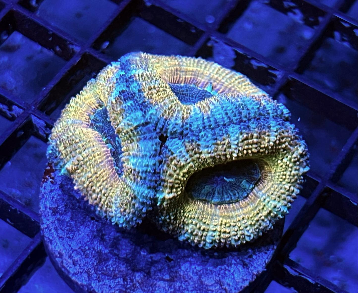 Aussie Rainbow Acan Lord