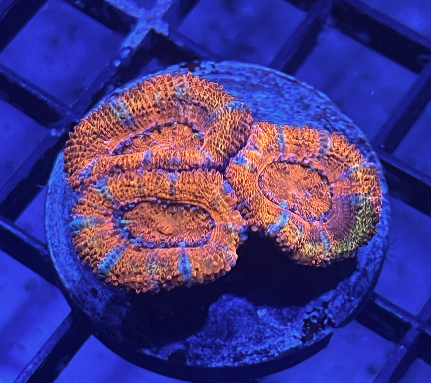 Aussie Rainbow Acan Lord