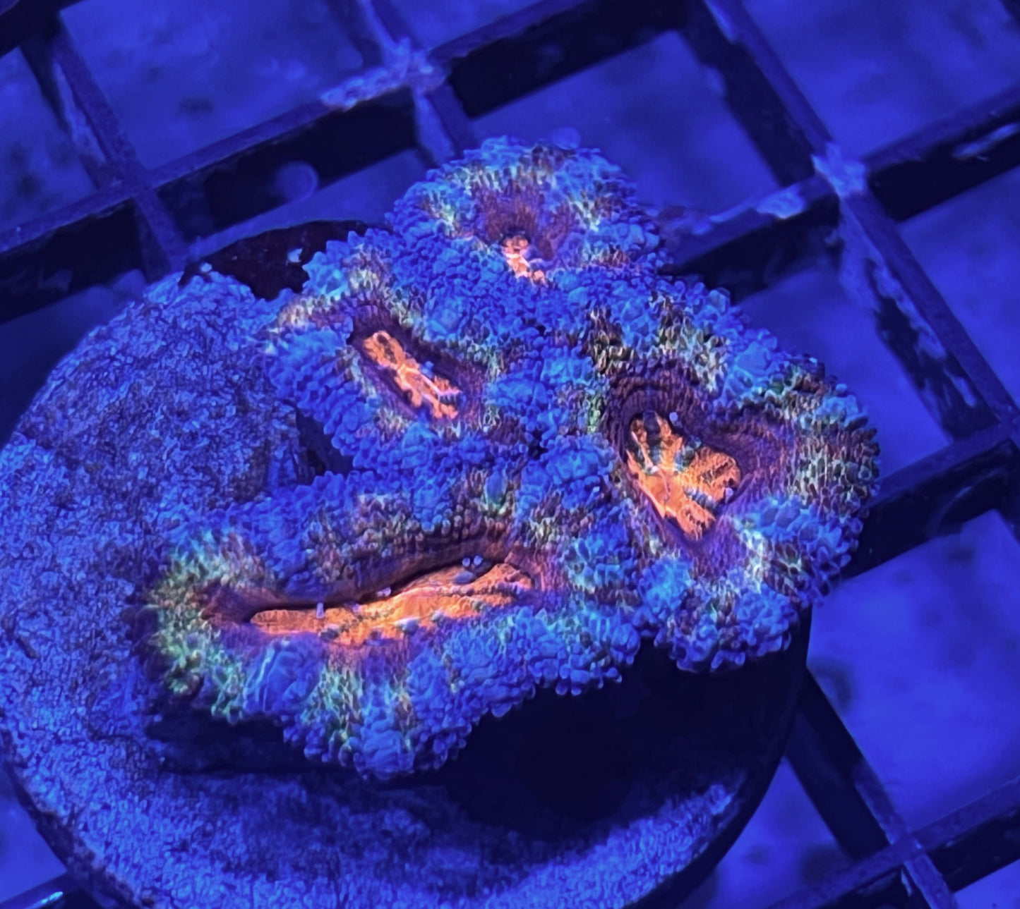 Aussie Rainbow Acan Lord