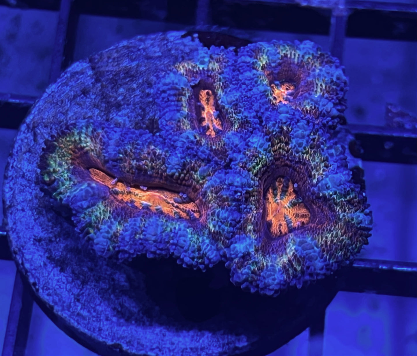 Aussie Rainbow Acan Lord