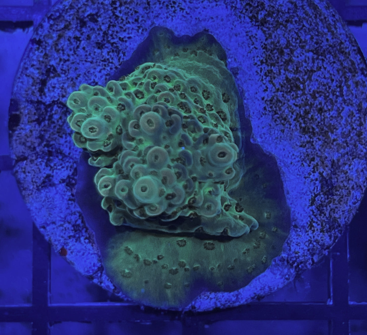 Acropora Frag