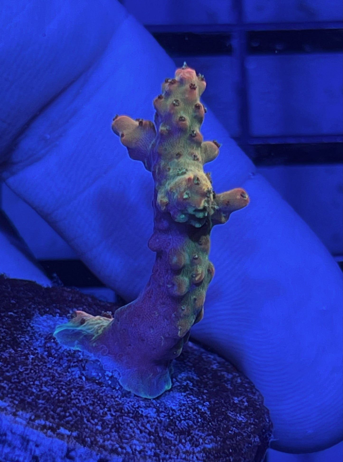 Acropora Frag