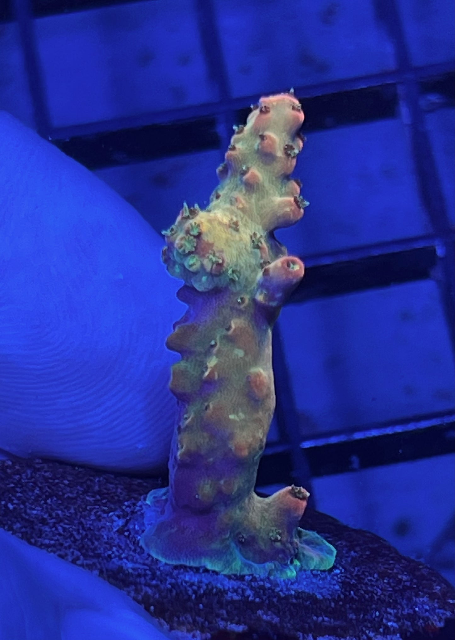 Acropora Frag