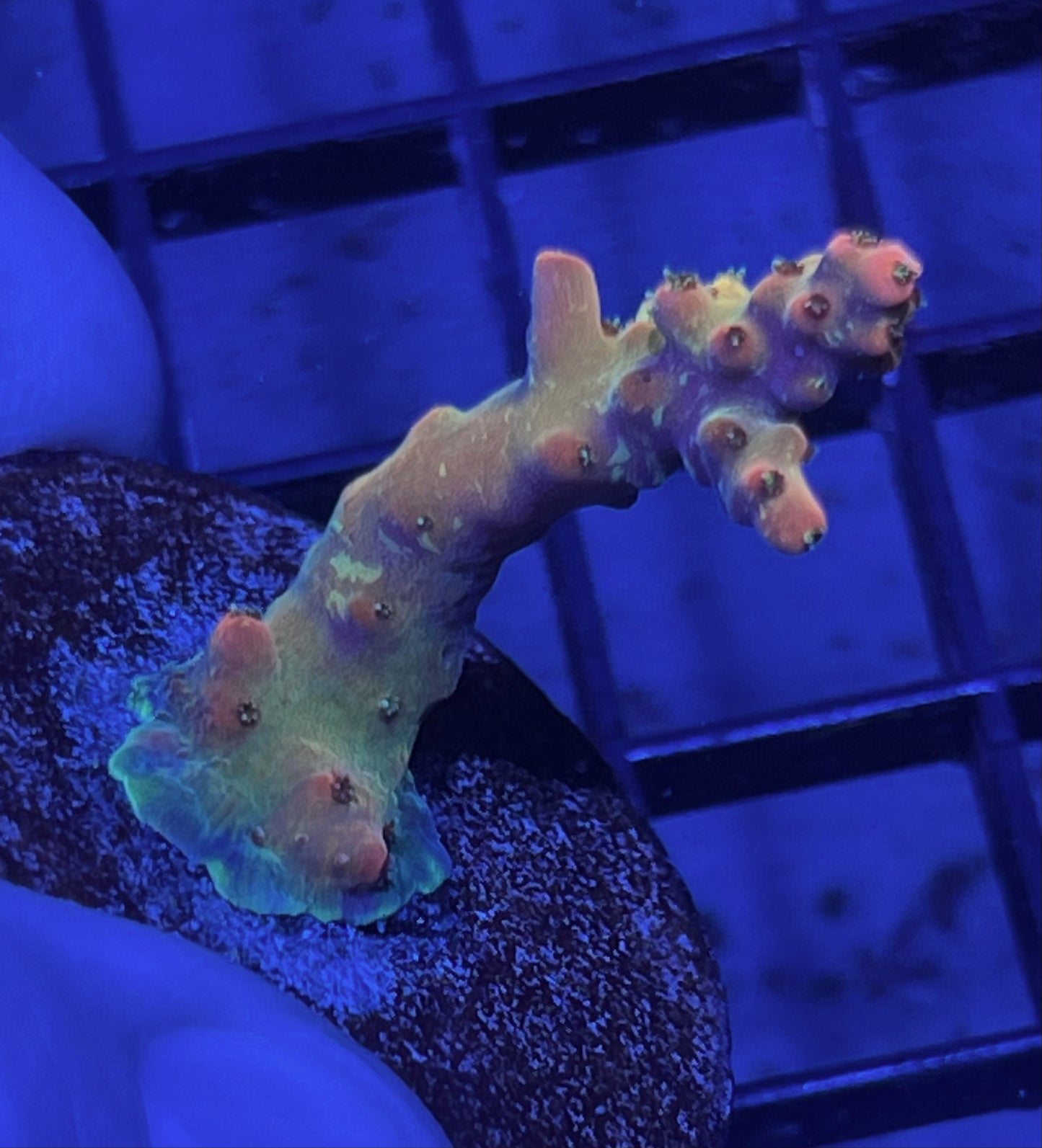 Acropora Frag