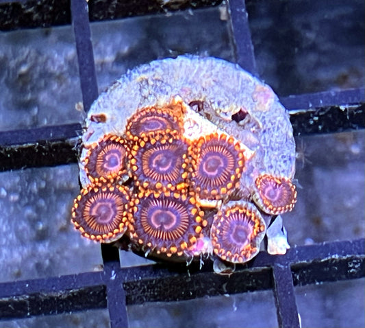 Twizzler Zoas