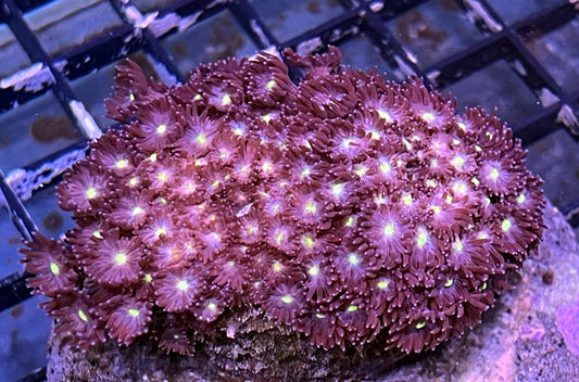 Maroon Goniopora