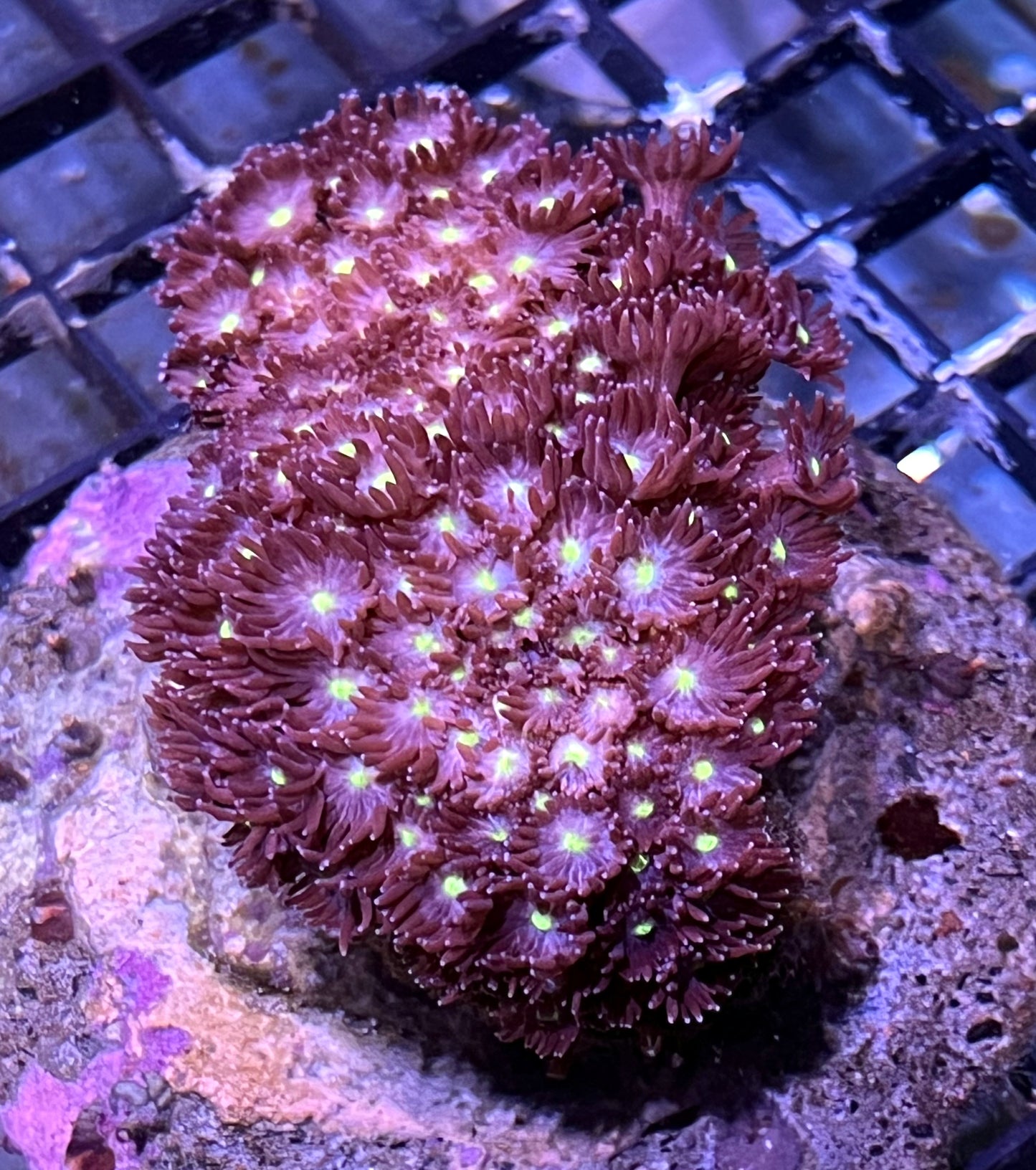 Maroon Goniopora