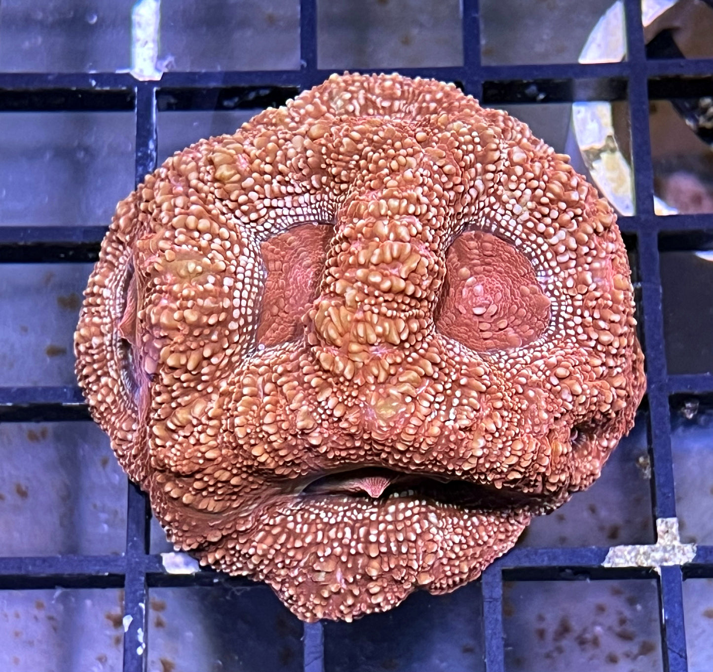 Orion's Belt Acan Bowerbanki