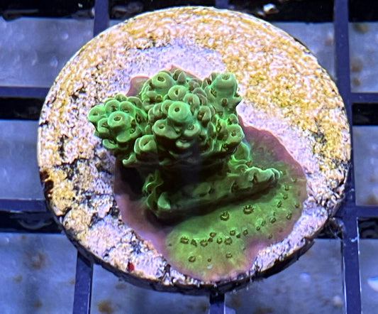 Acropora Frag