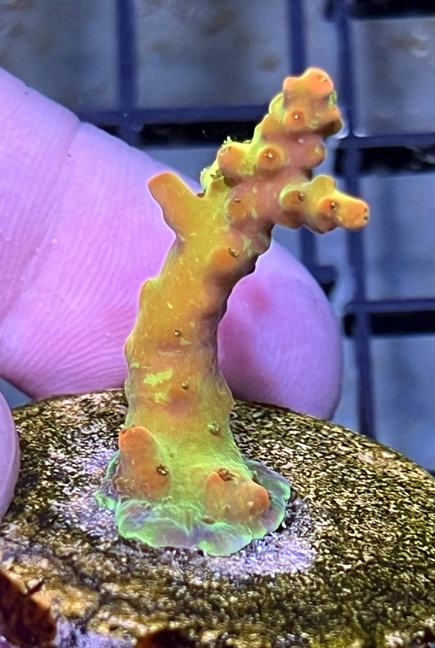 Acropora Frag