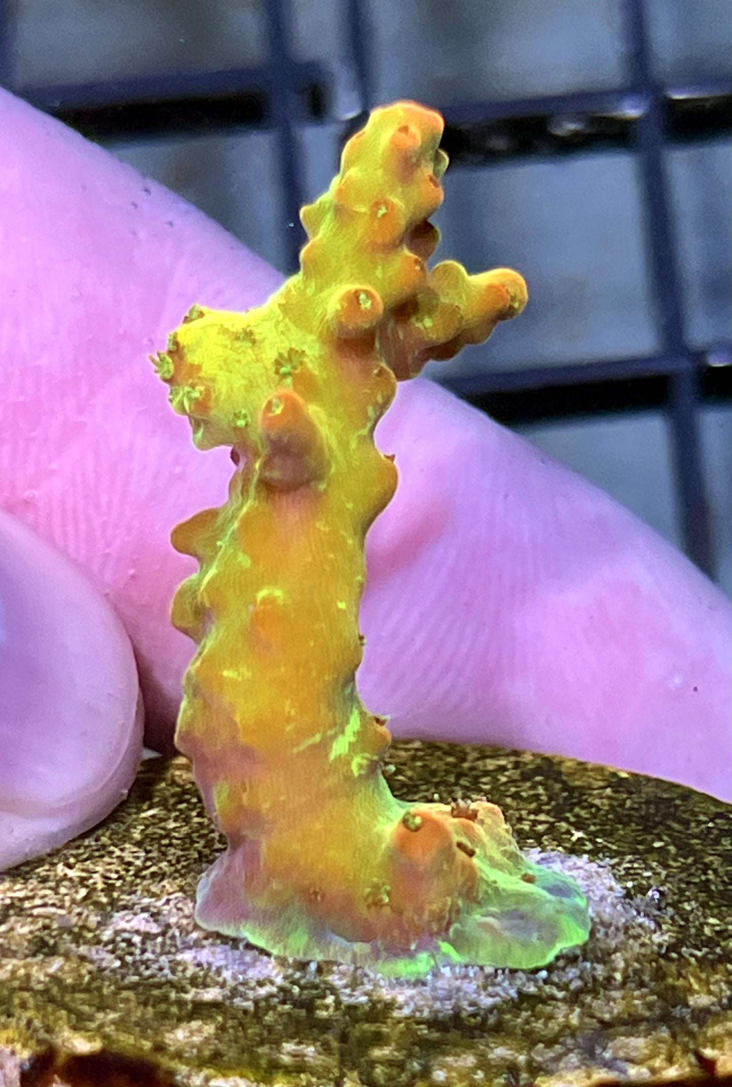 Acropora Frag