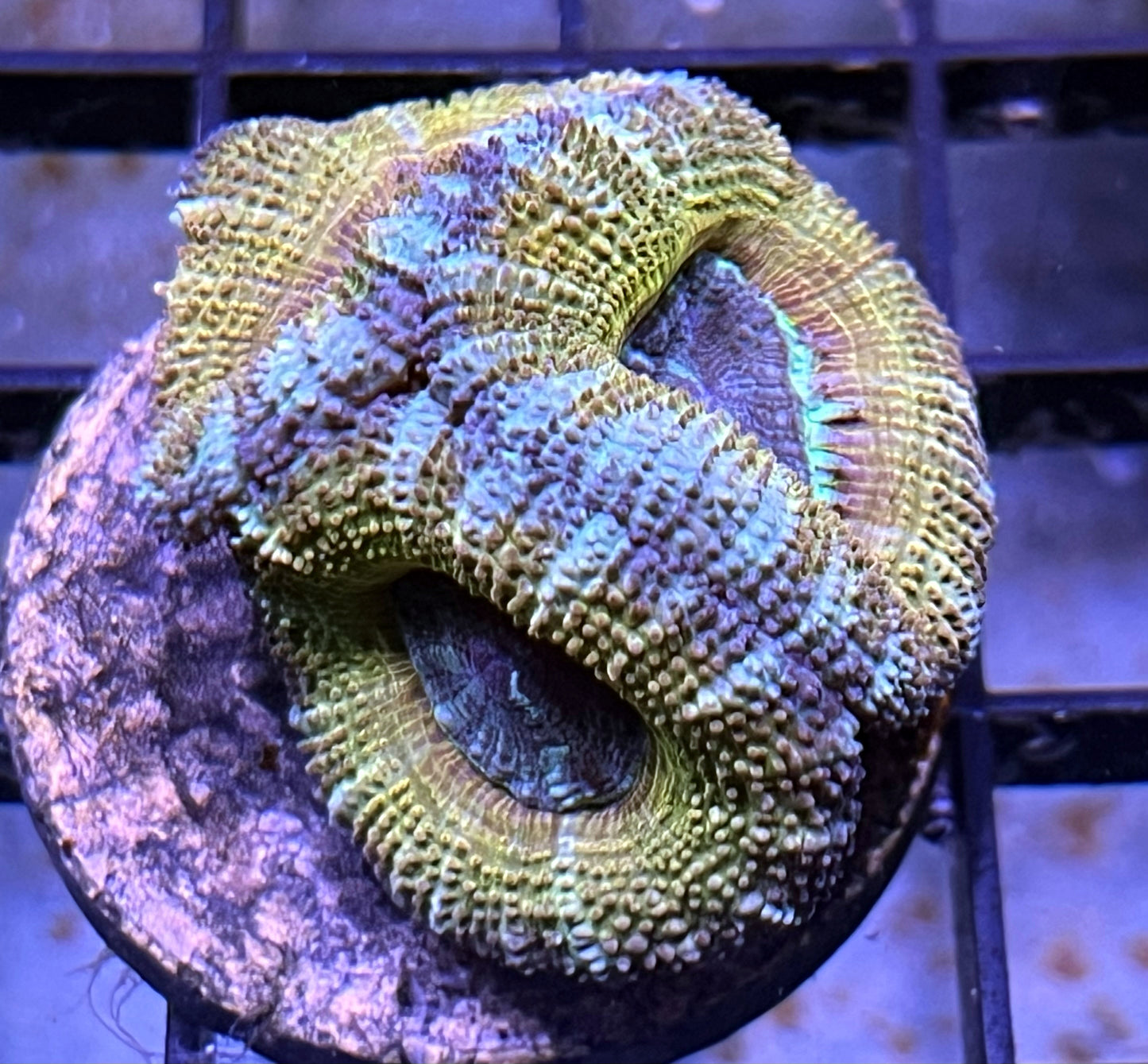 Aussie Rainbow Acan Lord