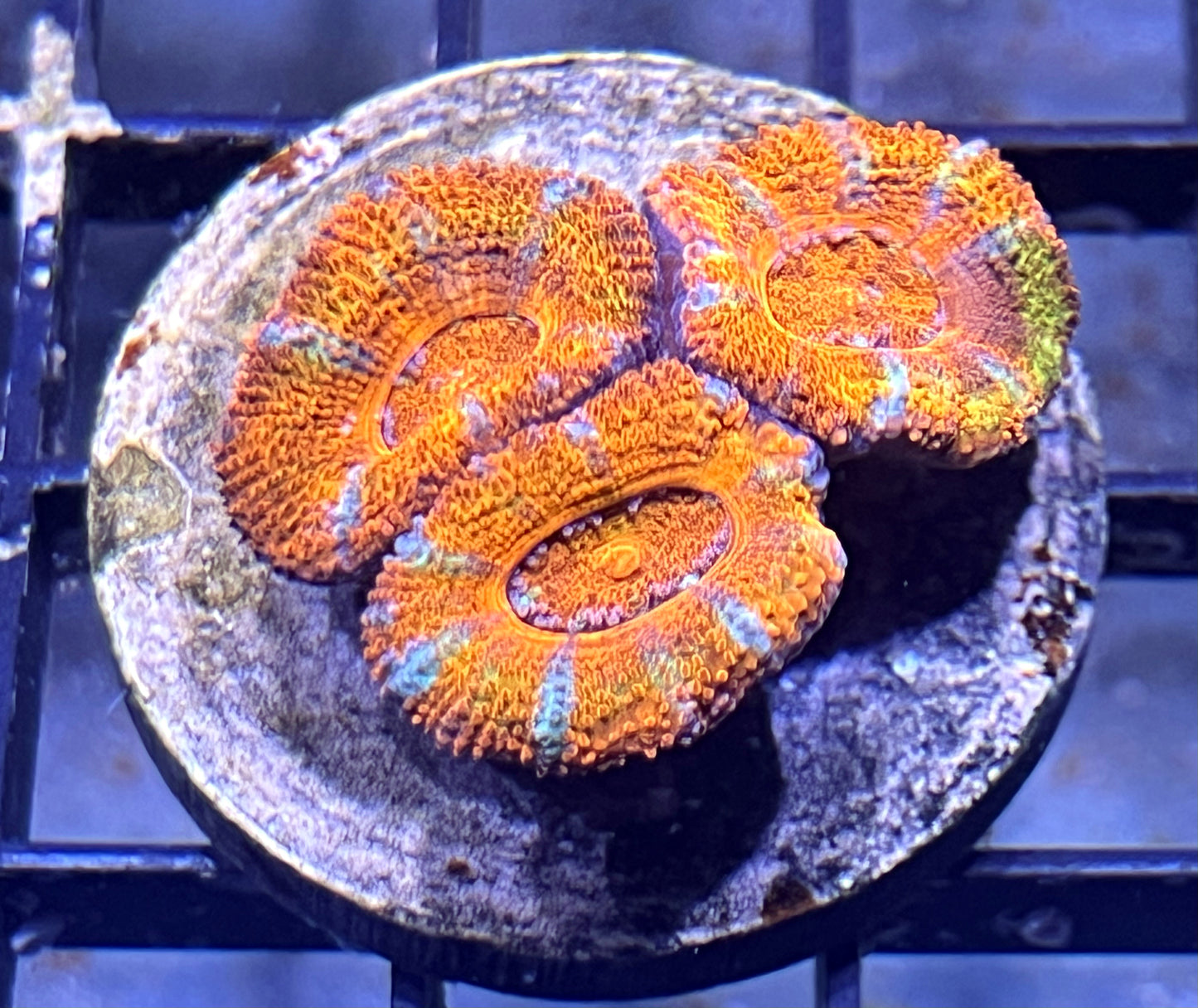 Aussie Rainbow Acan Lord