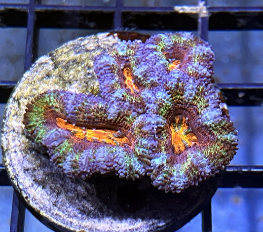 Aussie Rainbow Acan Lord