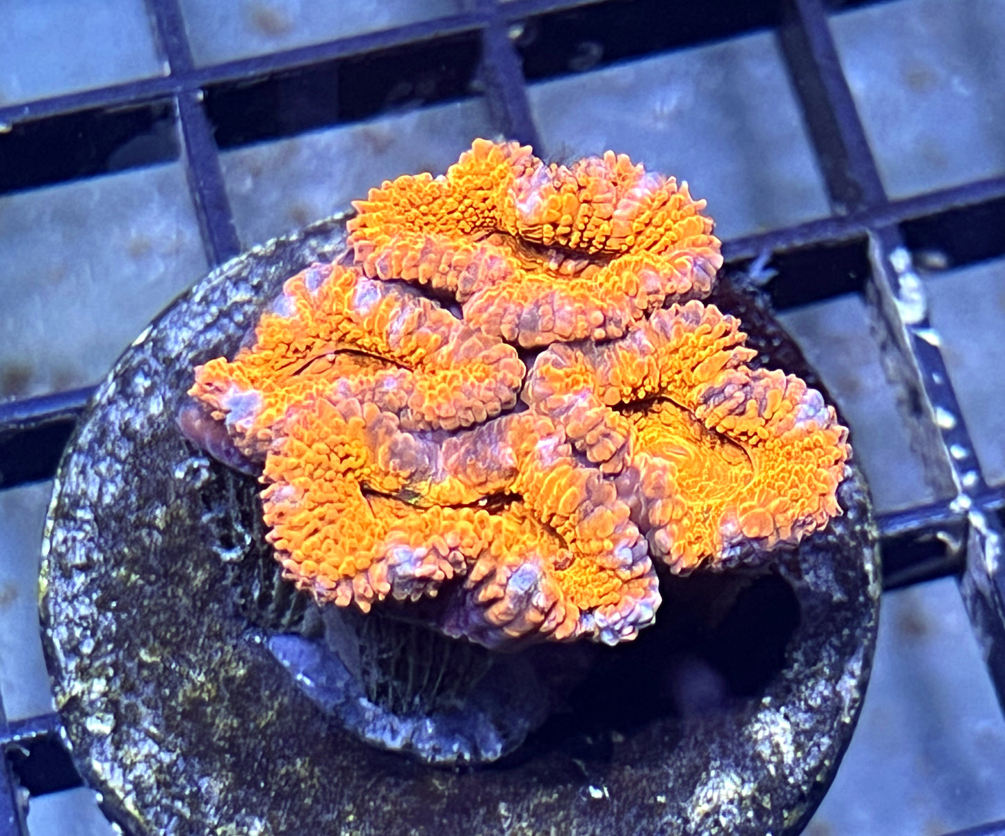 Aussie Rainbow Acan Lord