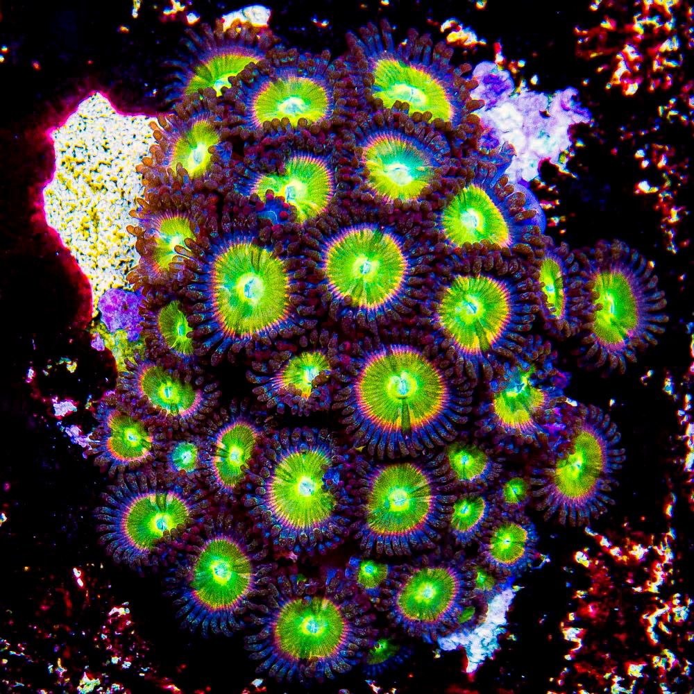 TSA Rainbow Spectrum Zoas