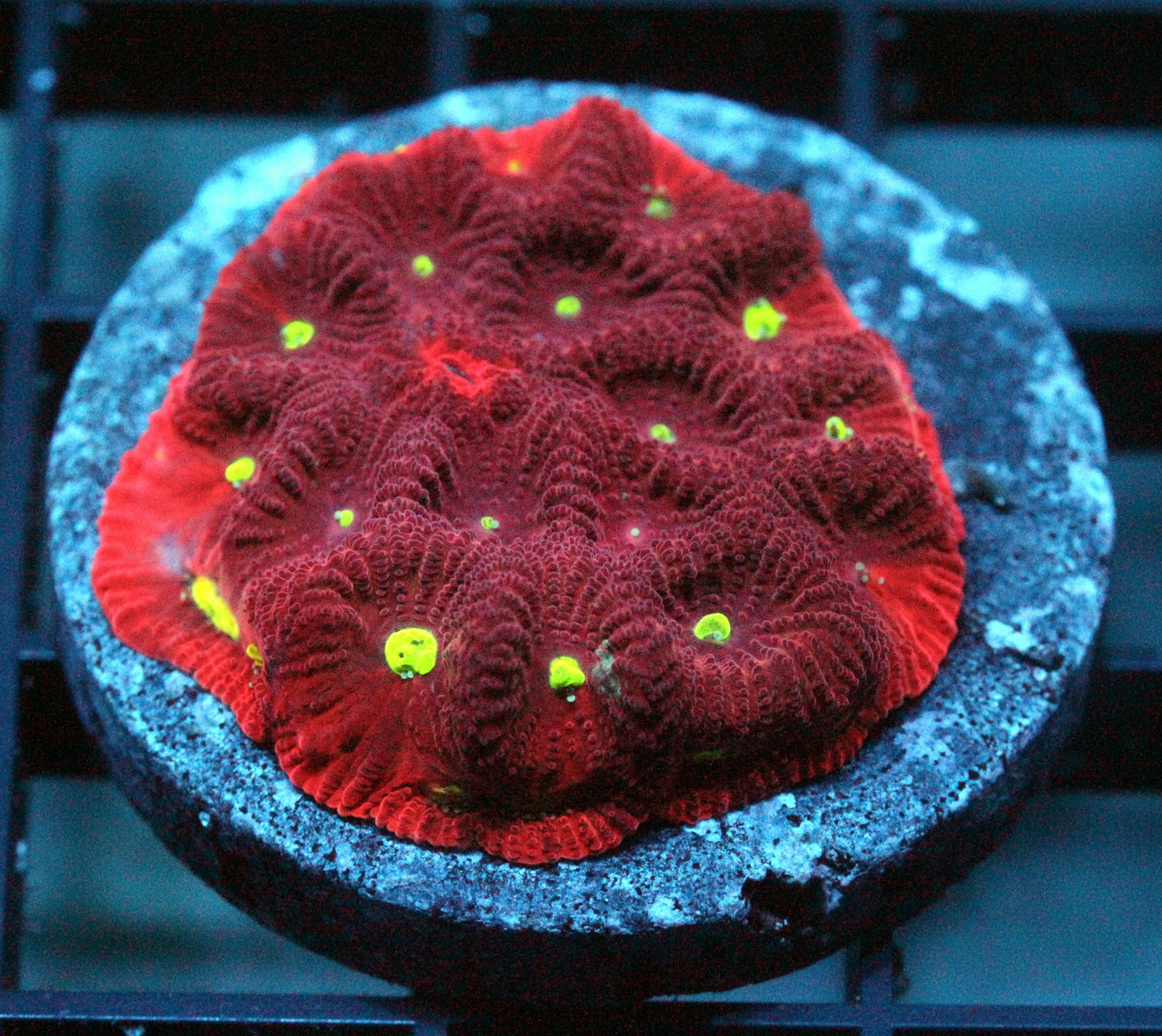 Charged Lithium Favia War Coral